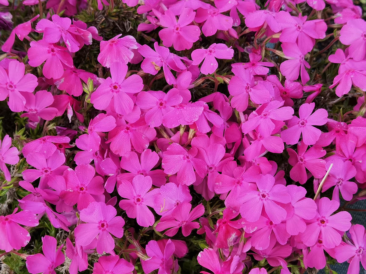 Phlox subulata 'McDaniels Cushion'